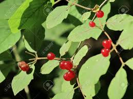 Attēlu rezultāti vaicājumam “Lonicera xylosteum fruit”