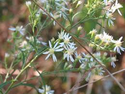 Attēlu rezultāti vaicājumam “Symphyotrichum x salignum leaf”