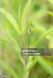 Attēlu rezultāti vaicājumam “Lestes dryas female”