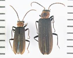 Attēlu rezultāti vaicājumam “Oedemeridae”