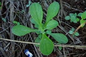Attēlu rezultāti vaicājumam “Gnaphalium sylvaticum leaf”