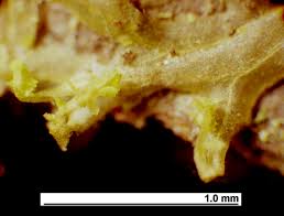 Attēlu rezultāti vaicājumam “Metzgeria violacea”