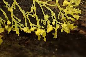 Attēlu rezultāti vaicājumam “Badhamia capsulifera var. arborea macro”