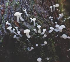 Attēlu rezultāti vaicājumam “Cudoniella acicularis”