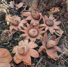 Attēlu rezultāti vaicājumam “Geastrum rufescens”
