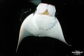 Image result for Mobula munkiana