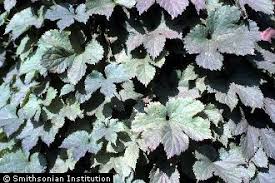 Attēlu rezultāti vaicājumam “Humulus lupulus leaf”