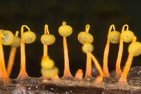 Attēlu rezultāti vaicājumam “Physarum viride var. incanum stalked”