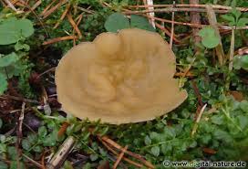 Attēlu rezultāti vaicājumam “Sowerbyella radiculata”