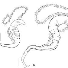 Attēlu rezultāti vaicājumam “Phyllobrotica quadrimaculata”