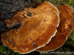 Attēlu rezultāti vaicājumam “Inonotus rheades”