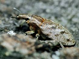 Attēlu rezultāti vaicājumam “Cleonis pigra”