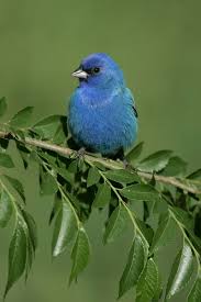 Image result for Passerina cyanea