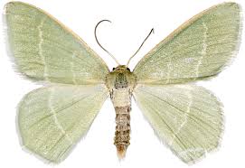 Attēlu rezultāti vaicājumam “Chlorissa viridata”