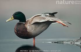 Attēlu rezultāti vaicājumam “Anas platyrhynchos male”