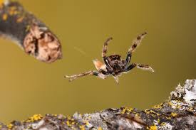 Attēlu rezultāti vaicājumam “Salticidae”
