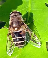 Attēlu rezultāti vaicājumam “Eristalis sp.”