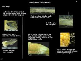 Attēlu rezultāti vaicājumam “Zea mays female flower”