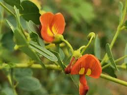 Image result for Colutea x media (arborescens x orientalis)