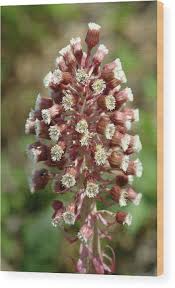 Attēlu rezultāti vaicājumam “Petasites hybridus”