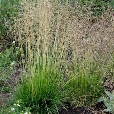 Attēlu rezultāti vaicājumam “Deschampsia cespitosa bud”