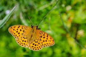 Attēlu rezultāti vaicājumam “Argynnis laodice”