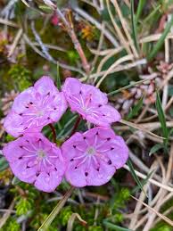 Attēlu rezultāti vaicājumam “Menziesia ferruginea flower”
