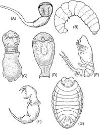 Attēlu rezultāti vaicājumam “Platyptilia sp.”