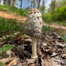 Image result for coprinus
