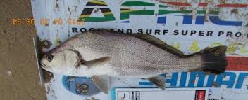 Image result for Argyrosomus japonicus