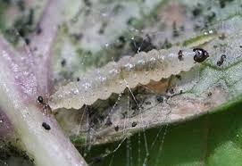 Attēlu rezultāti vaicājumam “Epermeniidae”