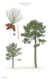 Attēlu rezultāti vaicājumam “Pinus”
