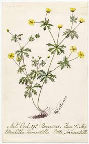 Image result for Potentilla tormentilla