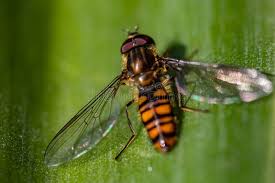 Attēlu rezultāti vaicājumam “Episyrphus balteatus”