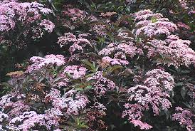 Attēlu rezultāti vaicājumam “Sambucus nigra flower”