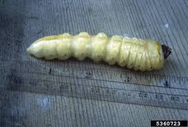 Attēlu rezultāti vaicājumam “Cerambycidae larva”