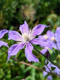 Attēlu rezultāti vaicājumam “Clematis flower”