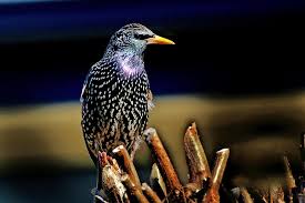 Attēlu rezultāti vaicājumam “Sturnus vulgaris”
