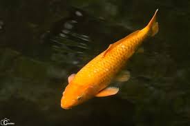 Image result for Cyprinus rubrofuscus