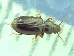 Attēlu rezultāti vaicājumam “Tachyta nana”