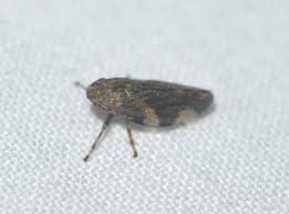 Attēlu rezultāti vaicājumam “Aphrophora alni nymph”