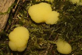 Attēlu rezultāti vaicājumam “Stemonitis fusca spores”