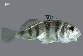 Image result for Pogonias cromis