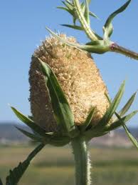 Image result for Dipsacus laciniatus