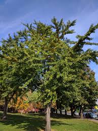 Attēlu rezultāti vaicājumam “Ginkgo biloba”