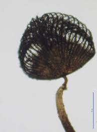 Attēlu rezultāti vaicājumam “Cribraria cancellata var. fusca”