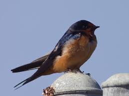 Attēlu rezultāti vaicājumam “Hirundinidae”