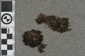 Attēlu rezultāti vaicājumam “Schistidium dupretii”