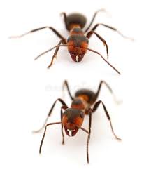 Attēlu rezultāti vaicājumam “Formica rufa”