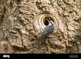 Attēlu rezultāti vaicājumam “Sitta europaea nest”